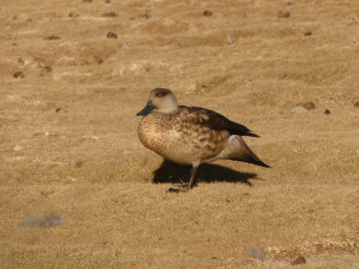 Crested Duck - ML608831794