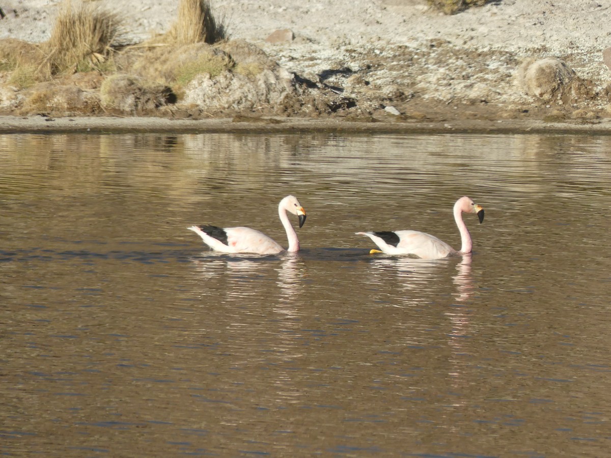 Andean Flamingo - ML608831886