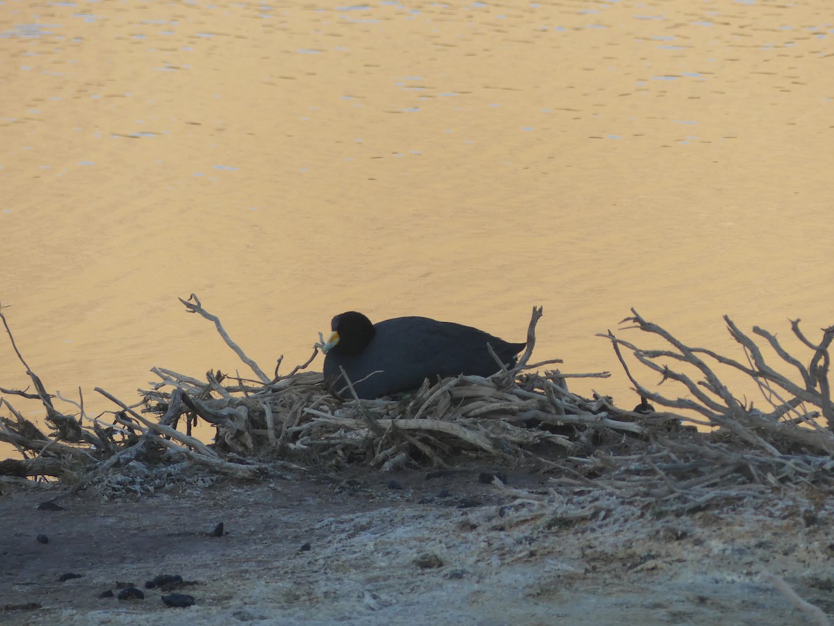 Giant Coot - ML608832054