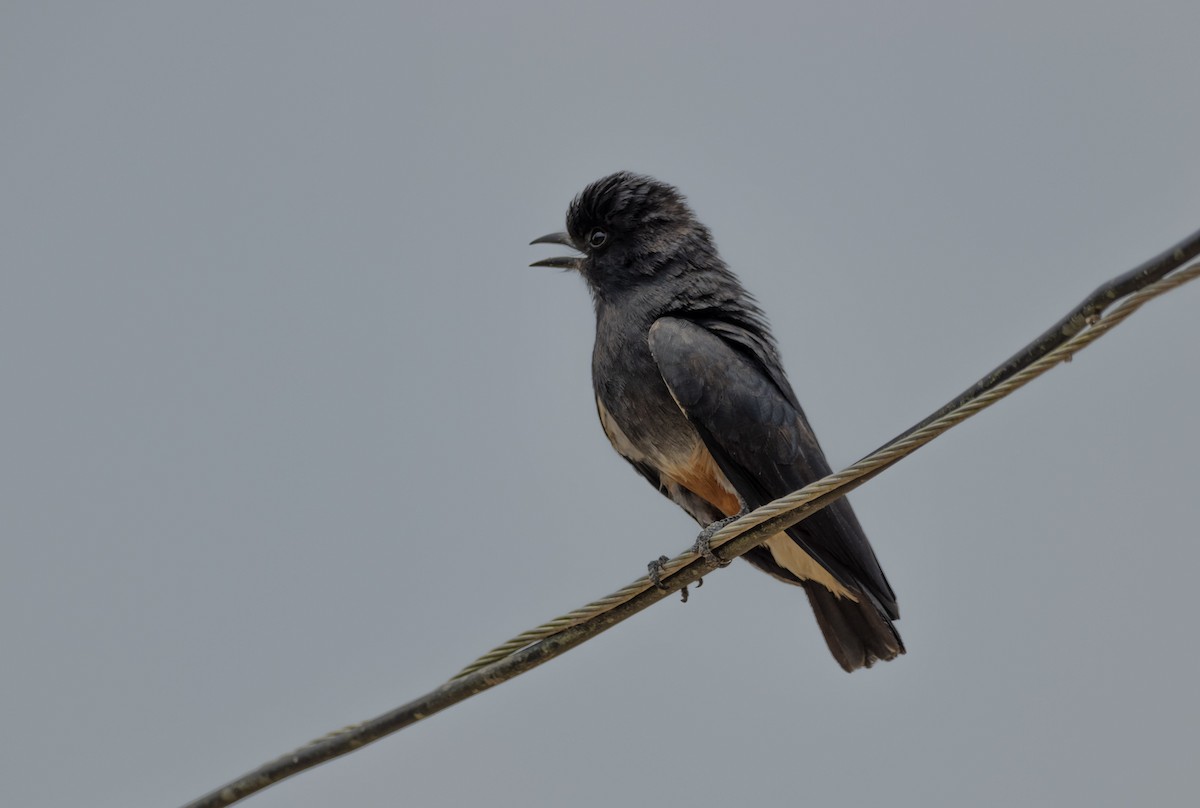 Swallow-winged Puffbird - ML608832838