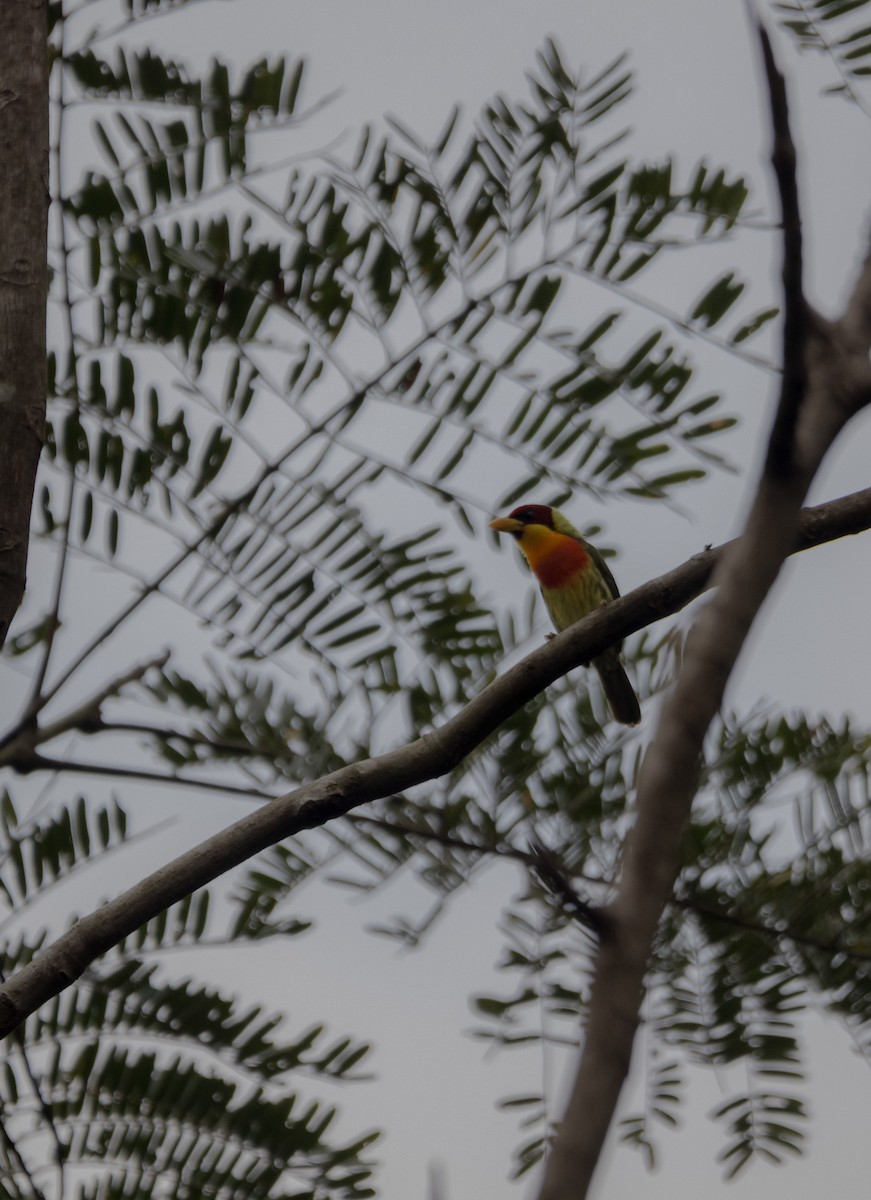 Lemon-throated Barbet - ML608832856