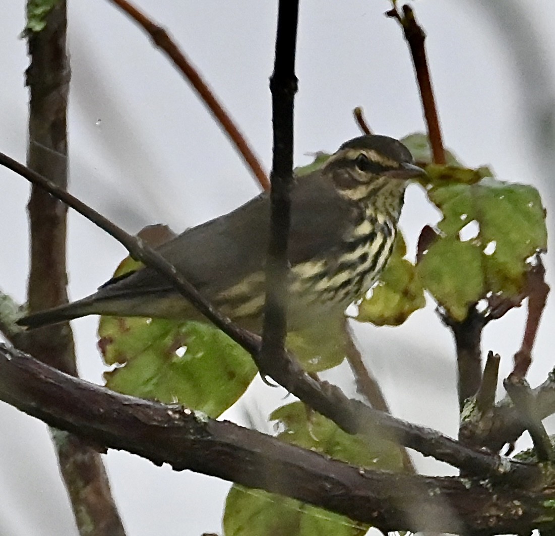 Northern Waterthrush - ML608832863