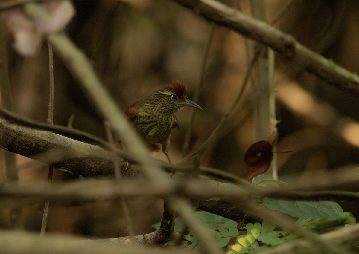 Speckled Spinetail - ML608832901