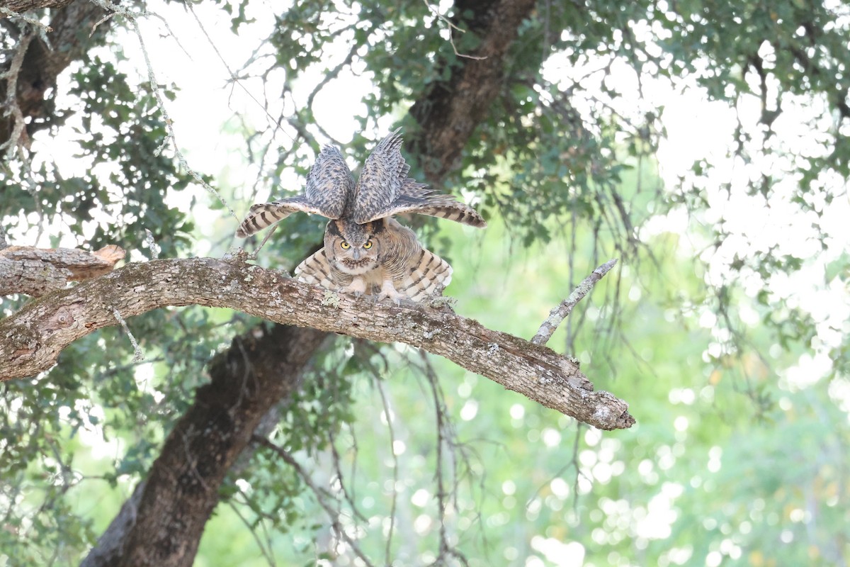 Great Horned Owl - ML608833157