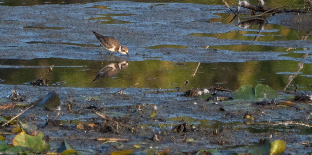 Semipalmated Plover - ML608833184