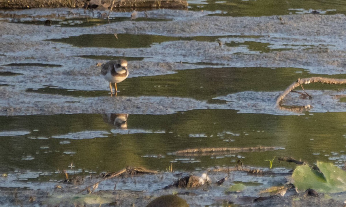 Semipalmated Plover - ML608833185