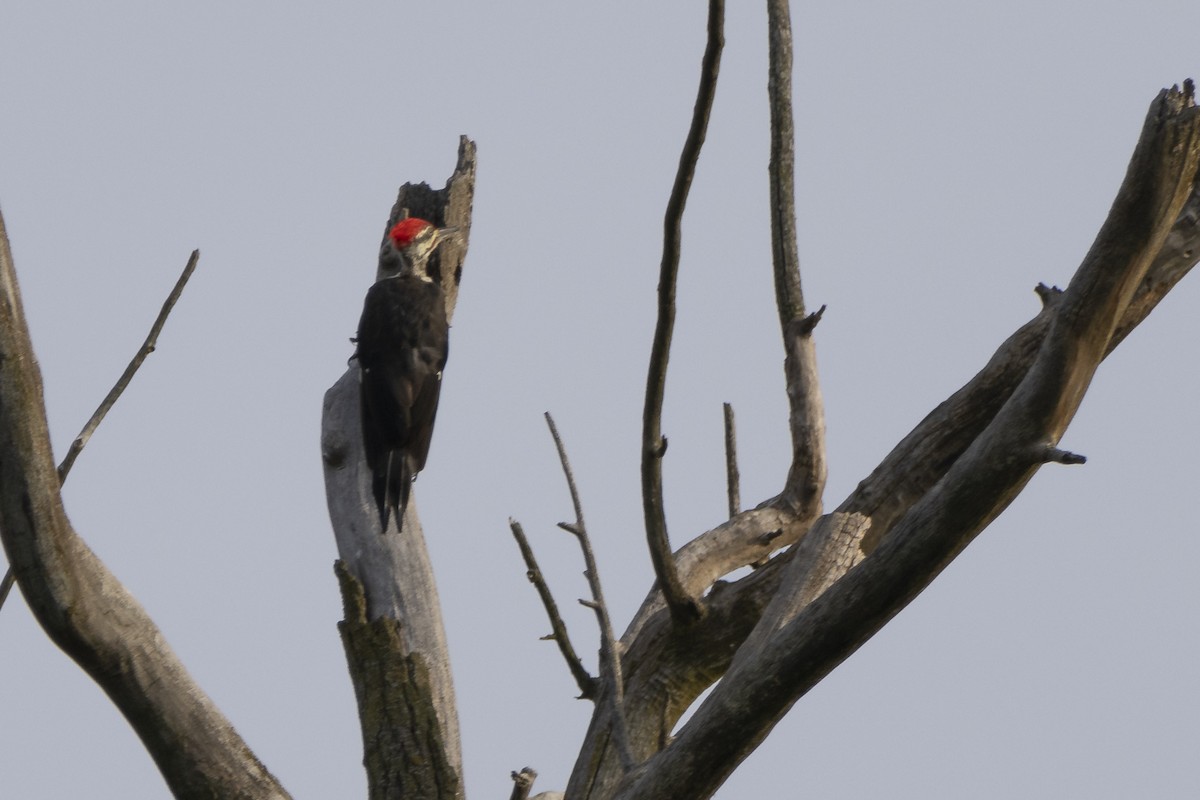Pileated Woodpecker - ML608833317