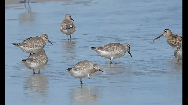 Red Knot - ML608833444