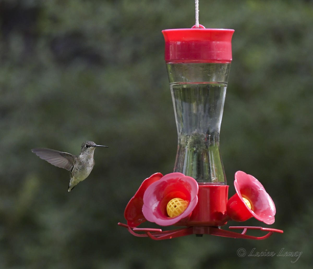 Ruby-throated Hummingbird - ML608833530