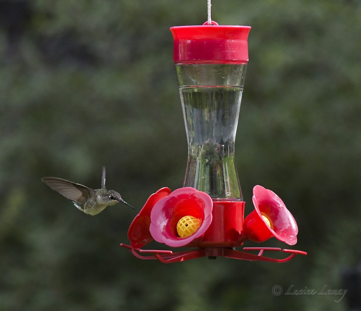 Ruby-throated Hummingbird - ML608833535
