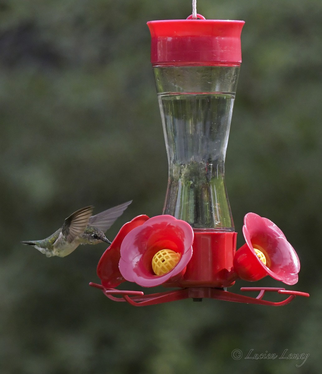 Ruby-throated Hummingbird - ML608833541
