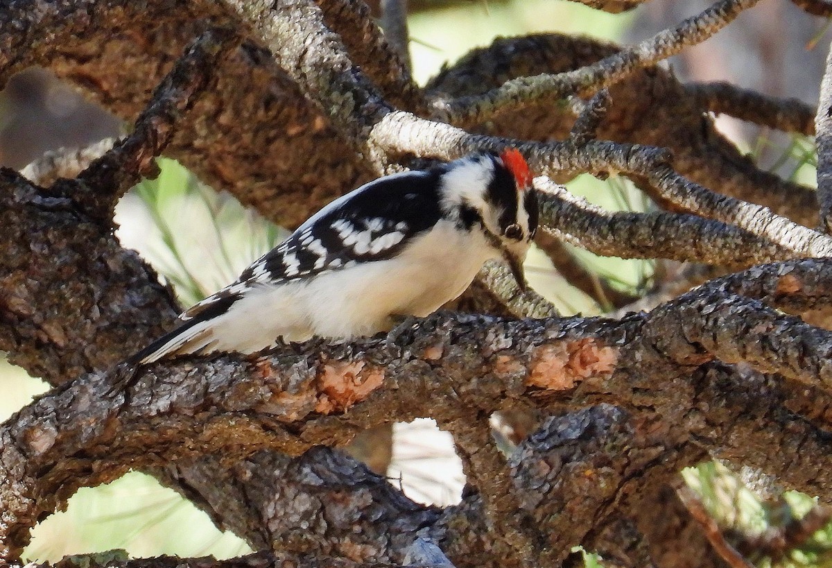 Downy Woodpecker (Rocky Mts.) - ML608833937