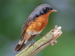  - Kashmir Flycatcher