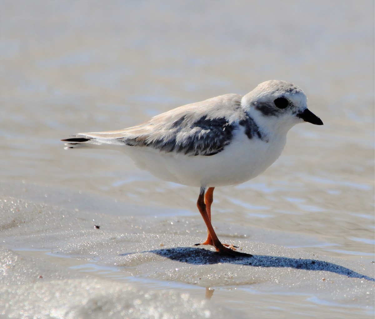 Piping Plover - ML608834481