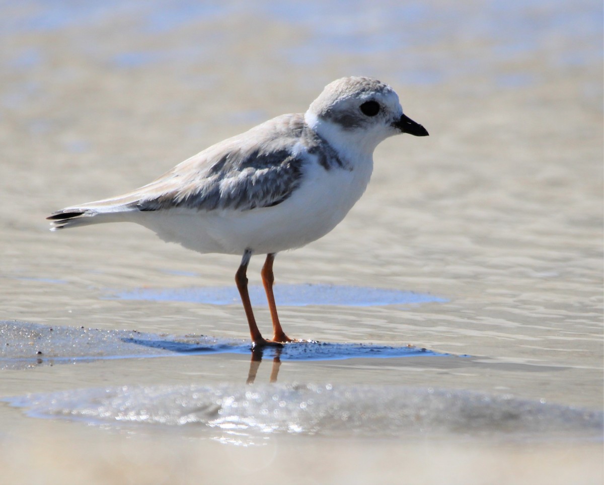 Piping Plover - ML608834485