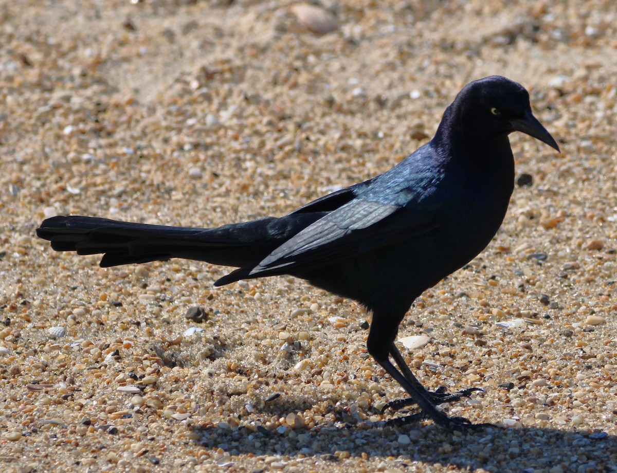 Boat-tailed Grackle - ML608834572