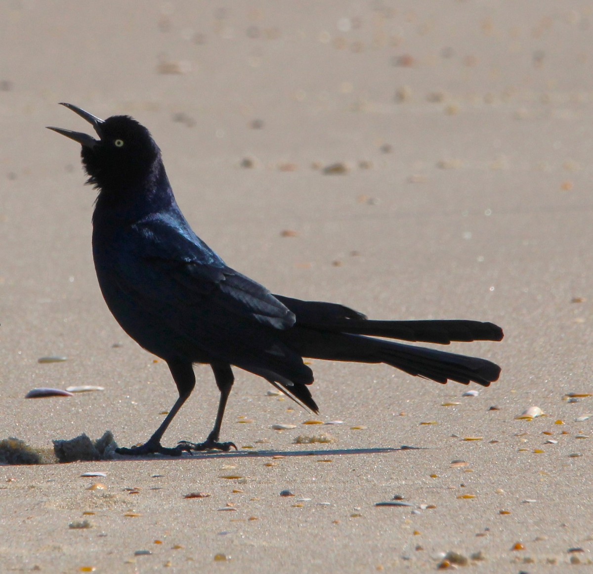 Boat-tailed Grackle - ML608834578