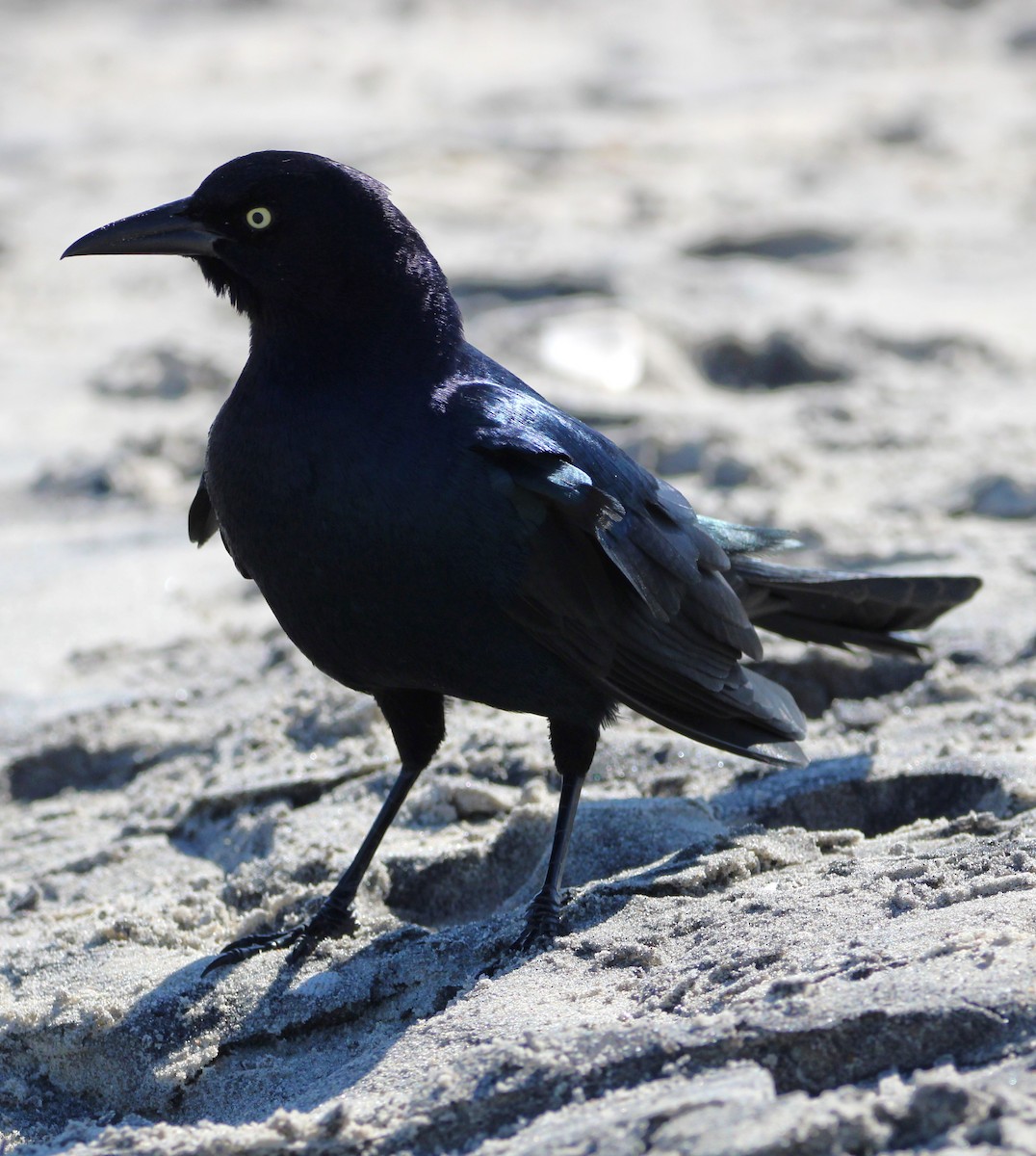 Boat-tailed Grackle - ML608834590