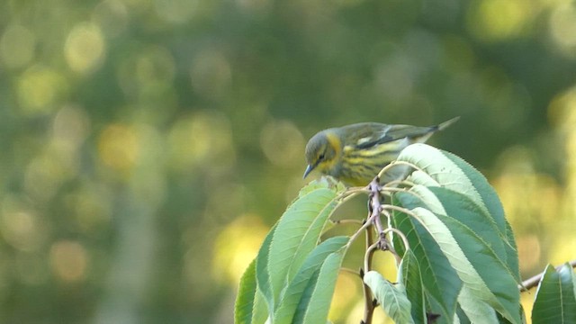 Cape May Warbler - ML608834694