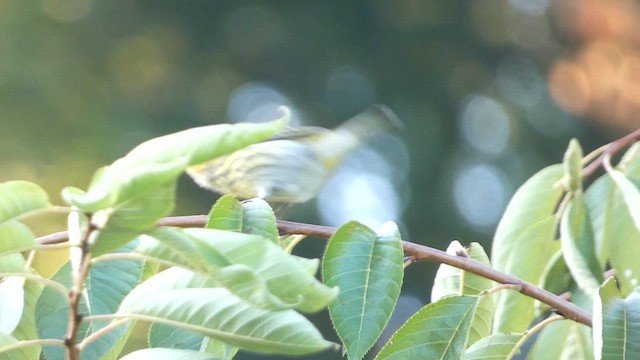 Cape May Warbler - ML608834696