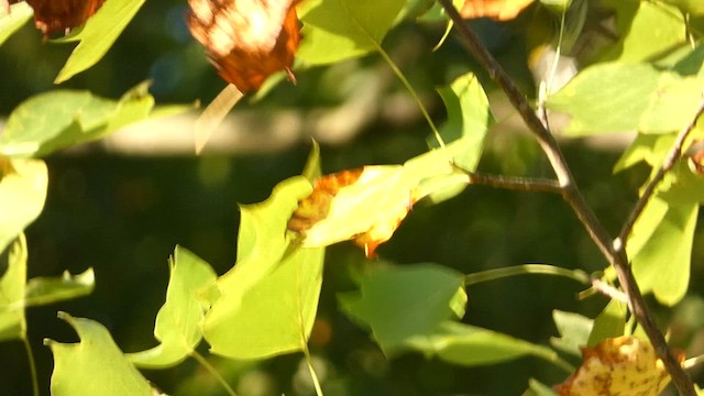 Black-throated Green Warbler - ML608834772