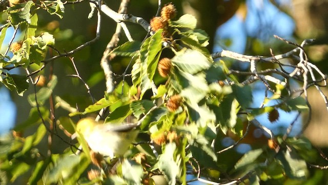 Black-throated Green Warbler - ML608834773