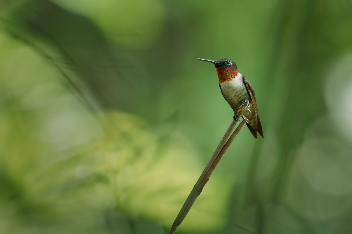 Ruby-throated Hummingbird - ML608835387
