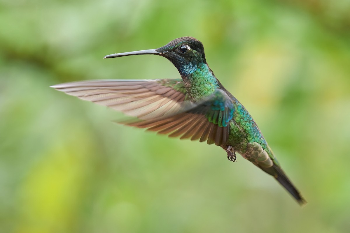 Talamanca Hummingbird - ML608835413