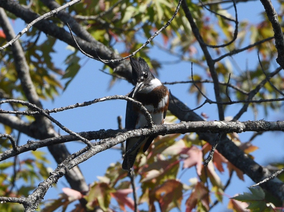 Belted Kingfisher - Wendy Hill