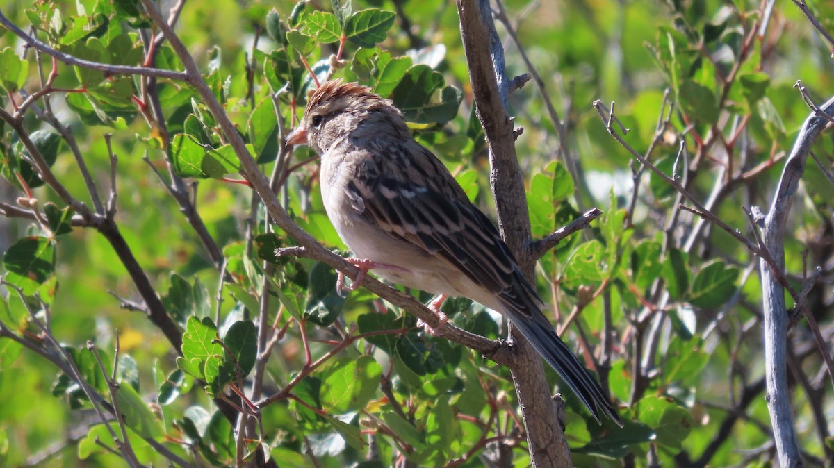 Chipping Sparrow - ML608835544