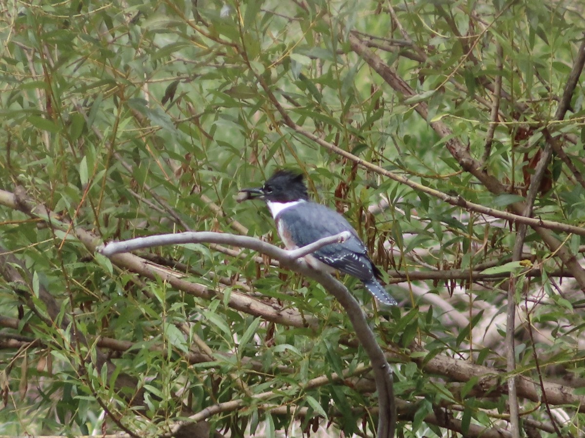 Belted Kingfisher - ML608835859