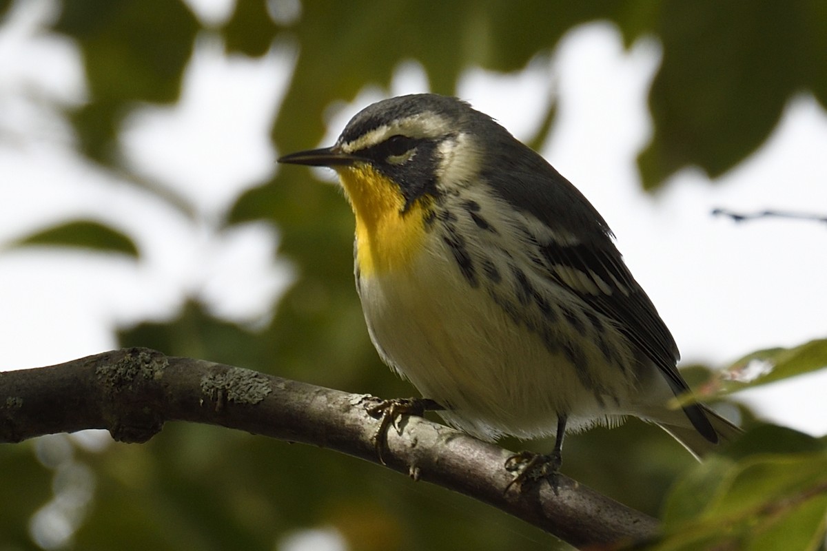 Yellow-throated Warbler - ML608836227