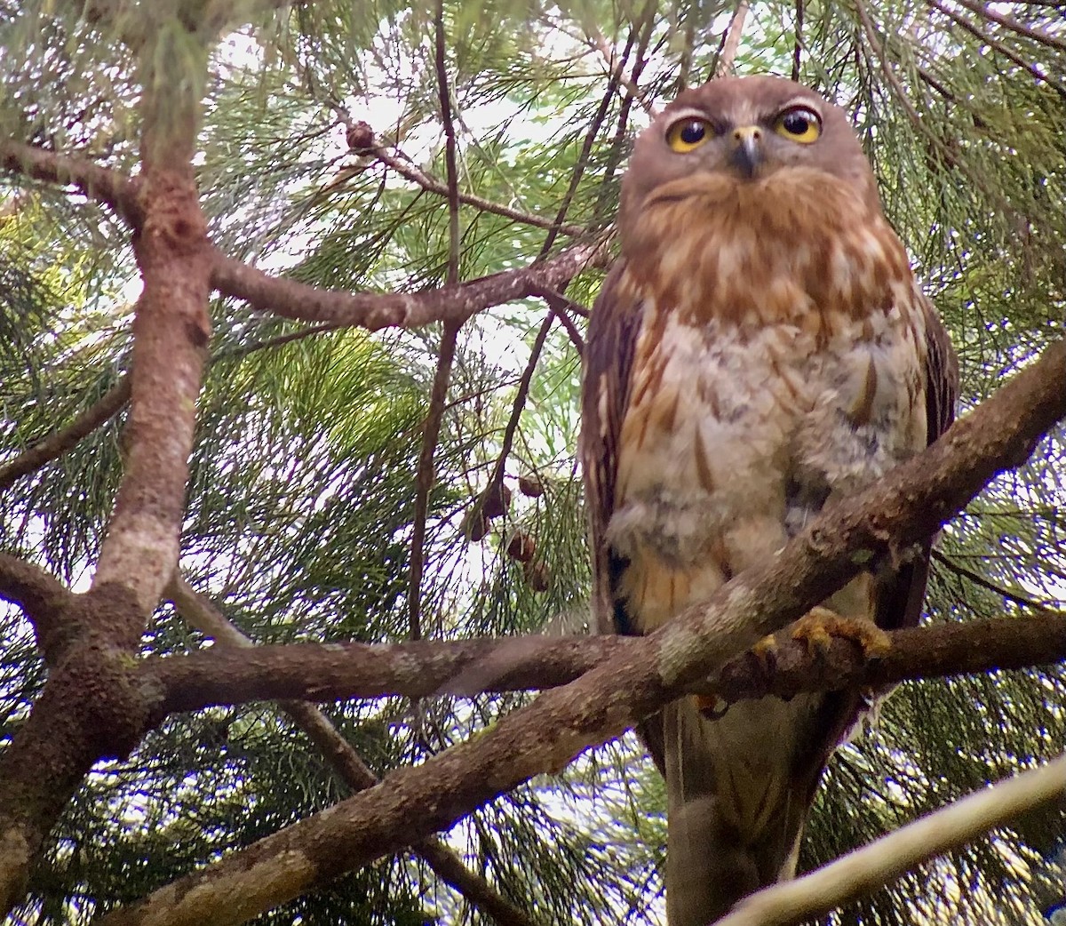 EBird Checklist 7 Sep 2023 Varirata National Park 59 Species