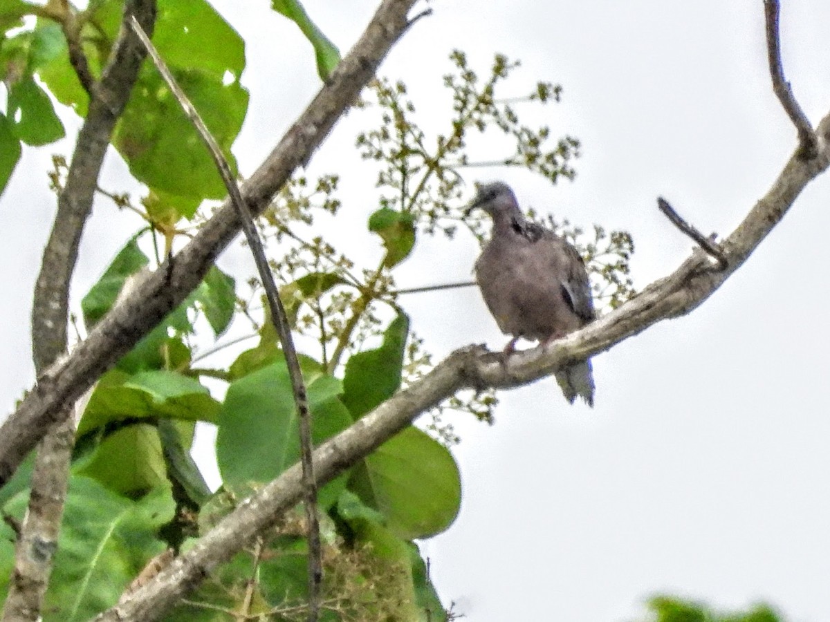 Spotted Dove - ML608836450