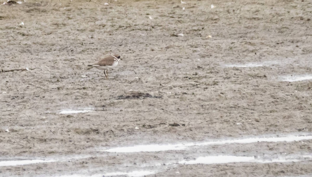 Semipalmated Plover - ML608836919