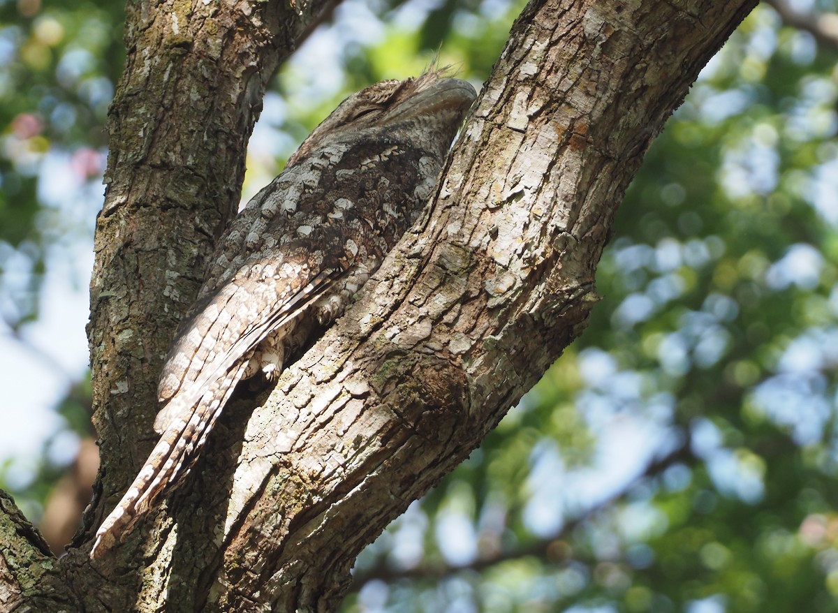 Papuan Frogmouth - ML608837083