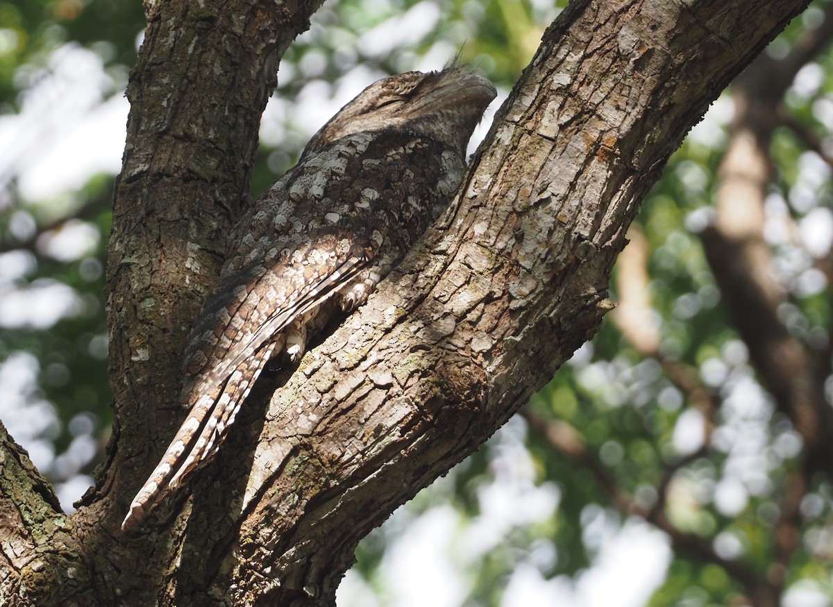 Papuan Frogmouth - ML608837095