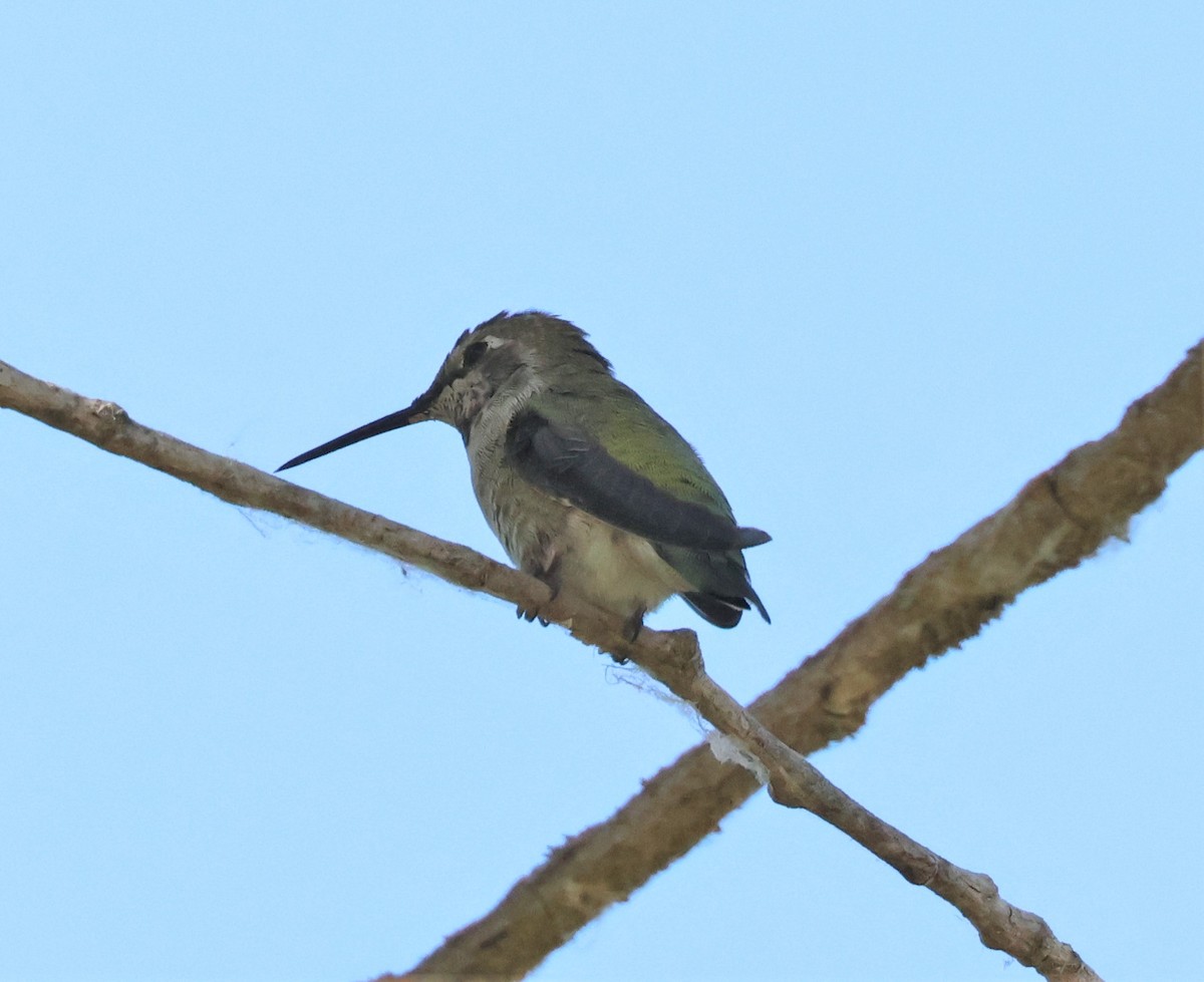 Anna's Hummingbird - ML608837591