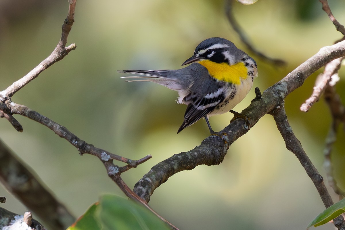 Yellow-throated Warbler - Lance Runion 🦤
