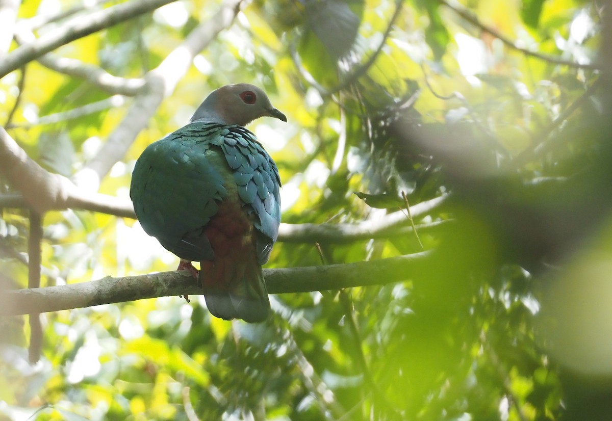 Purple-tailed Imperial-Pigeon - ML608837960