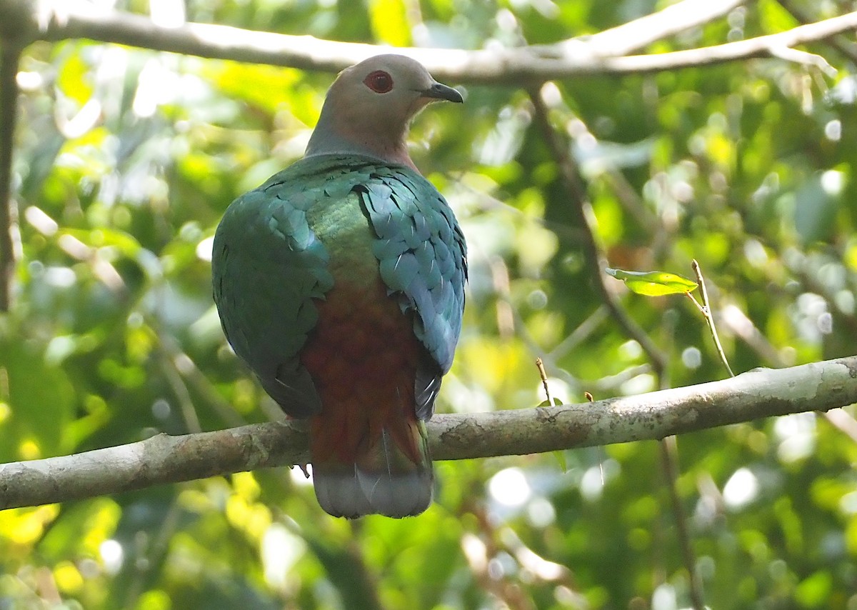 Purple-tailed Imperial-Pigeon - ML608837990