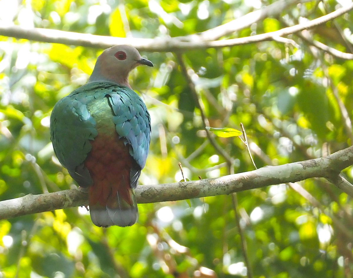 Purple-tailed Imperial-Pigeon - ML608837995