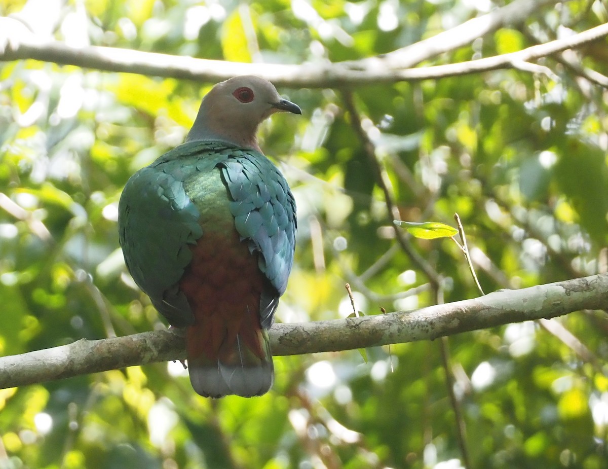 Purple-tailed Imperial-Pigeon - ML608837999