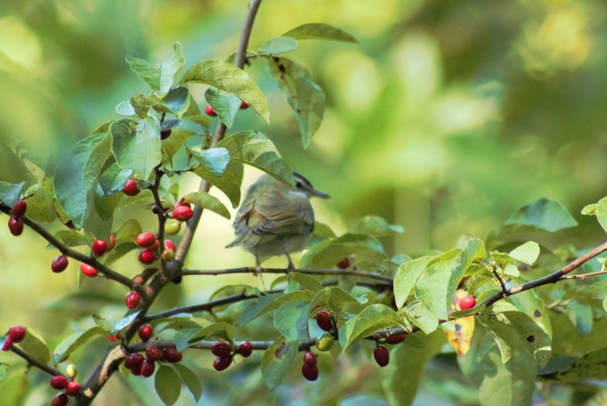 Red-eyed Vireo - Ted Keen