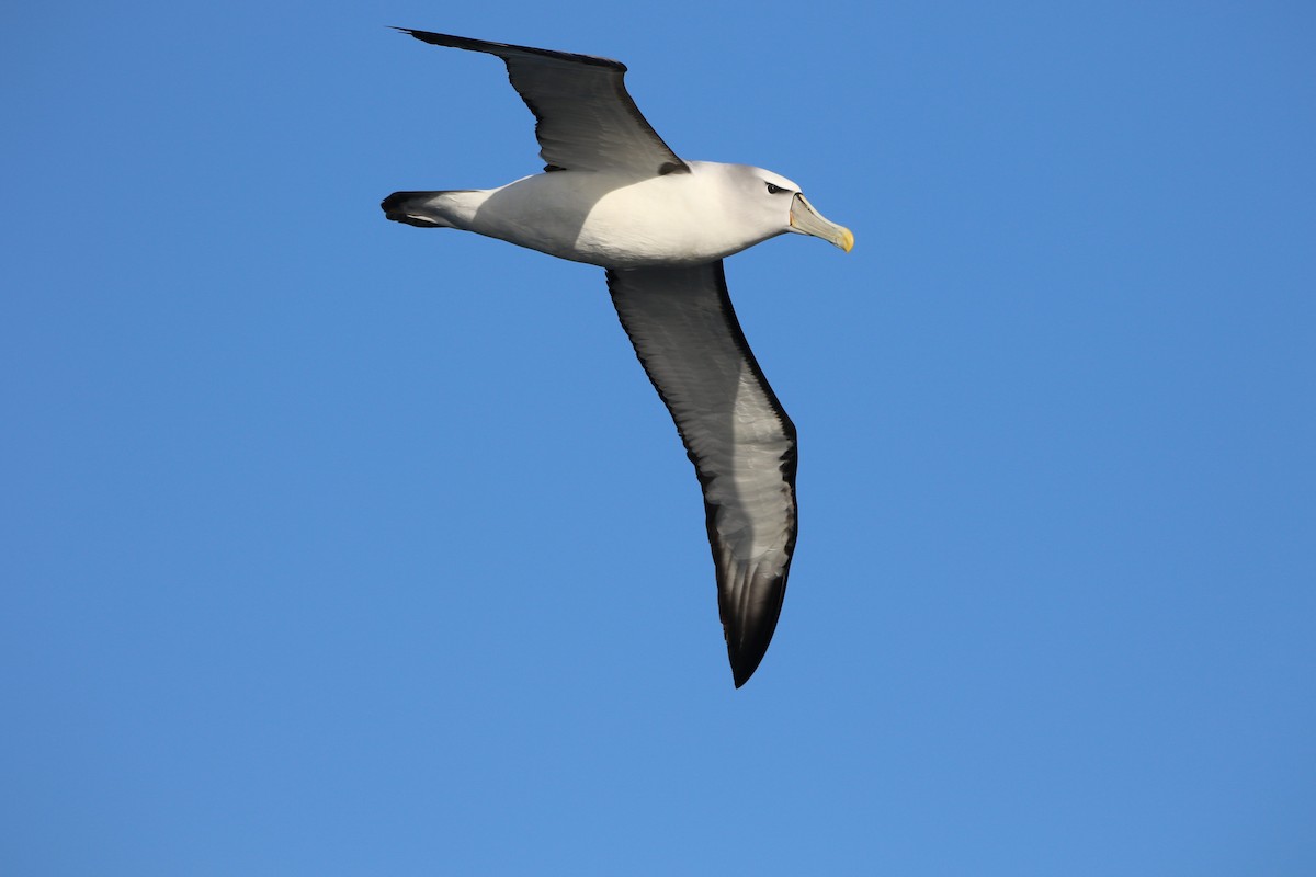 White-capped Albatross - ML608838254