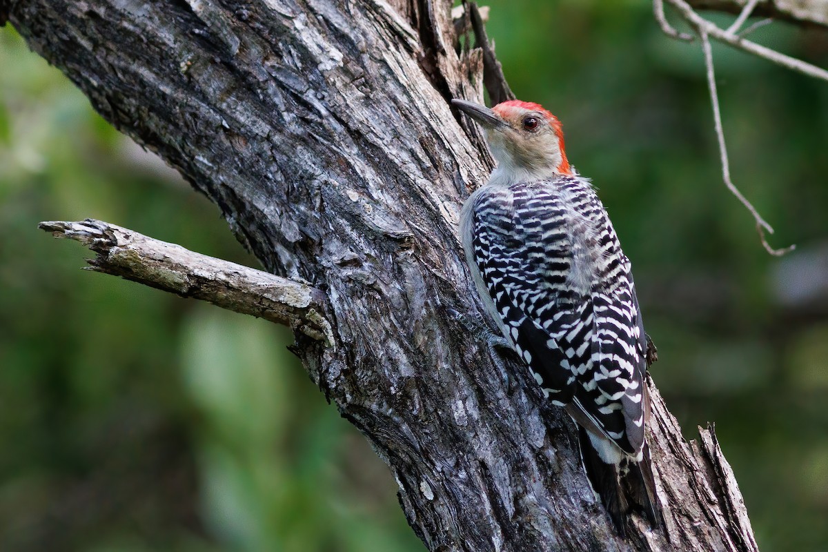 Red-bellied Woodpecker - ML608838368