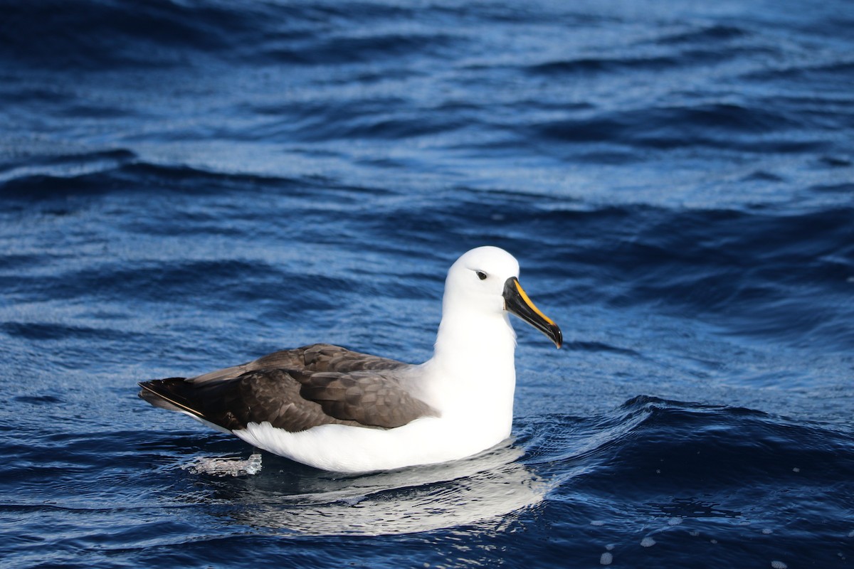 Indian Yellow-nosed Albatross - ML608838417