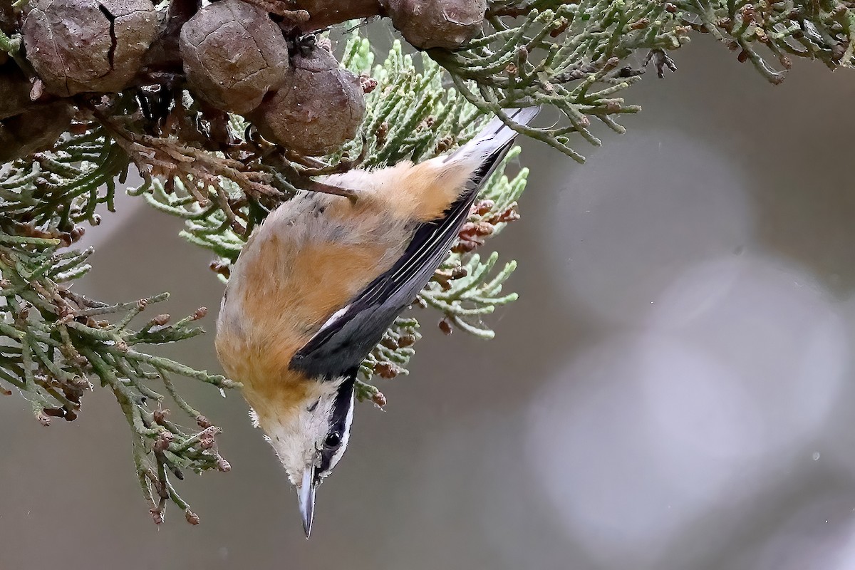 Red-breasted Nuthatch - ML608838542