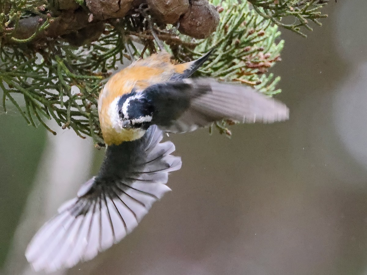 Red-breasted Nuthatch - ML608838543