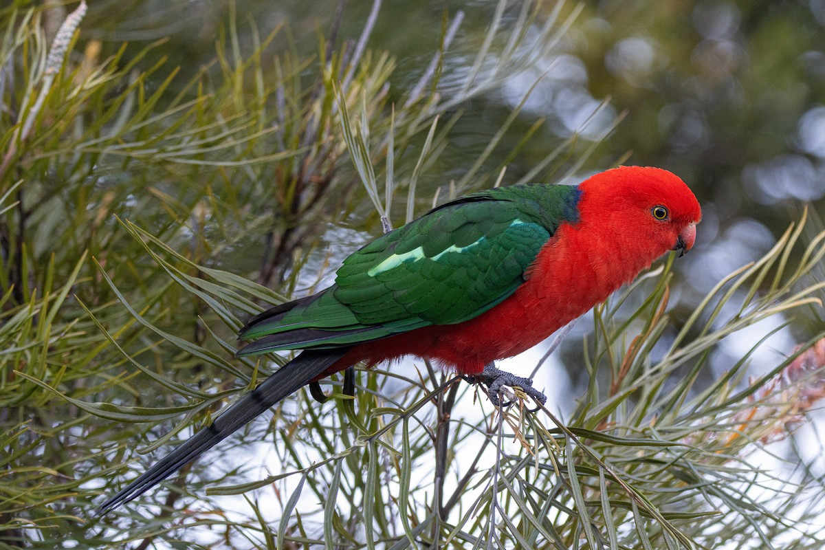 Australian King-Parrot - Russell Campbell